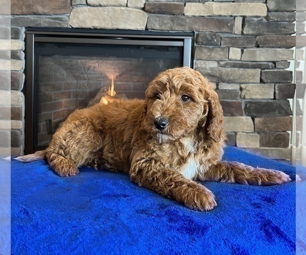Medium Photo #5 Goldendoodle Puppy For Sale in NOBLESVILLE, IN, USA