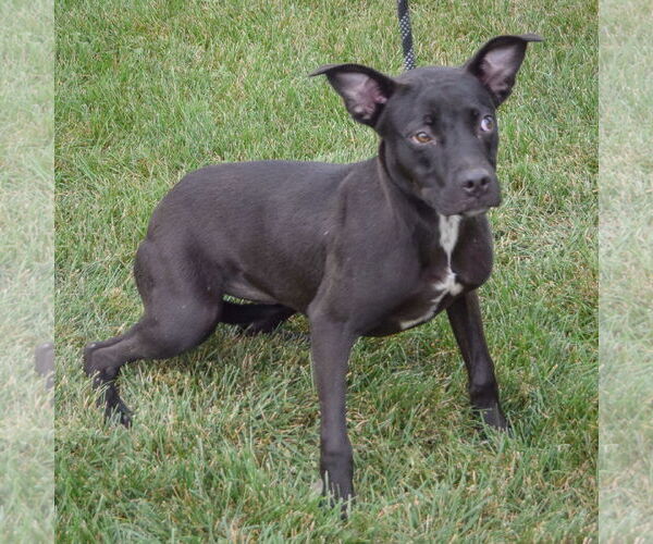 Medium Photo #3 American Staffordshire Terrier-Unknown Mix Puppy For Sale in Huntley, IL, USA