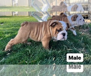 English Bulldog Puppy for sale in BEAUMONT, CA, USA