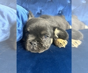 French Bulldog Puppy for sale in DETROIT, MI, USA