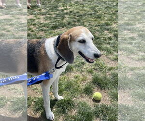 Mutt Dogs for adoption in Oakhurst, NJ, USA