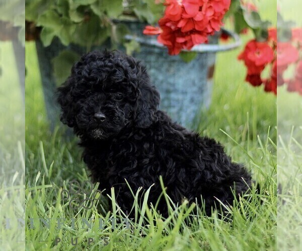 Medium Photo #3 Poodle (Miniature) Puppy For Sale in GORDONVILLE, PA, USA