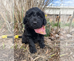 Puppy 6 Aussiedoodle-Golden Retriever Mix