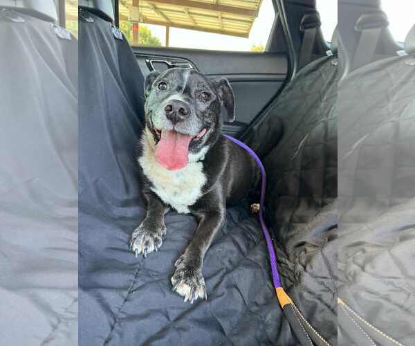 Medium Photo #11 American Pit Bull Terrier-Unknown Mix Puppy For Sale in San Diego, CA, USA