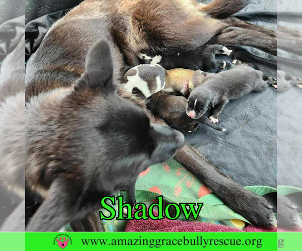 Medium Photo #5 German Shepherd Dog-Unknown Mix Puppy For Sale in Pensacola, FL, USA