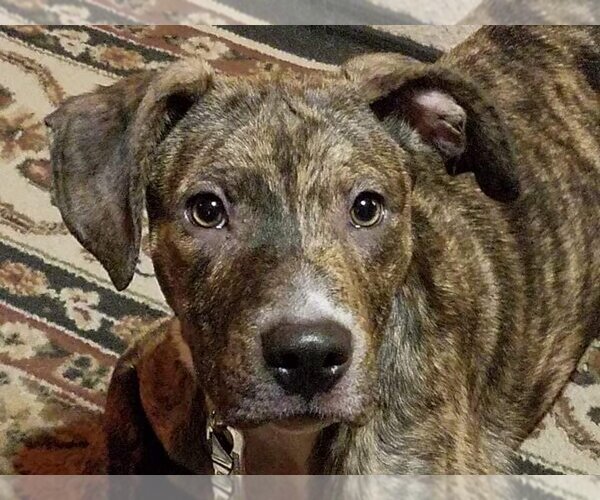 Medium Photo #5 American Pit Bull Terrier-Unknown Mix Puppy For Sale in San Bernardino , CA, USA