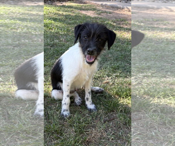 Medium Photo #2 Mutt Puppy For Sale in Rockaway, NJ, USA