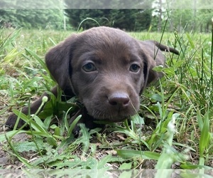 Labrador Retriever Puppy for sale in JEFFERSON, GA, USA