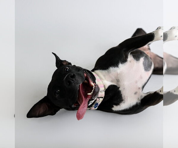 Medium Photo #25 Mutt Puppy For Sale in Fargo, ND, USA