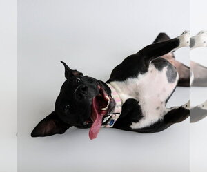 Persephone - Female Mutt Dog for Adoption - Photo #25