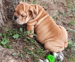 Small Photo #8 Bulldog Puppy For Sale in GREEN FOREST, AR, USA