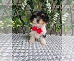 Small Yorkshire Terrier