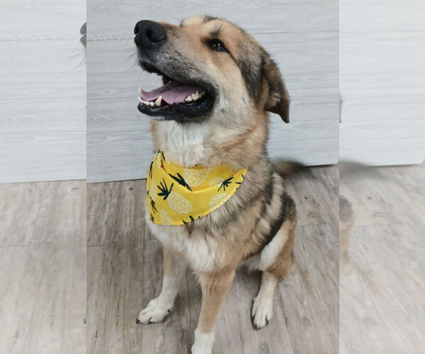 Medium Photo #11 German Shepherd Dog Puppy For Sale in Murfreesboro, NC, USA