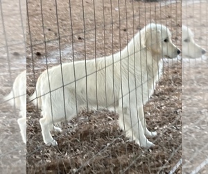 English Cream Golden Retriever Puppy for Sale in BARNWELL, South Carolina USA