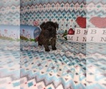 Small Photo #5 Poodle (Toy) Puppy For Sale in LAPEER, MI, USA