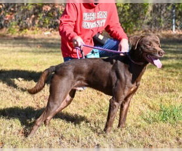 Medium Photo #1 Labrador Retriever-Unknown Mix Puppy For Sale in Glen Allen, VA, USA