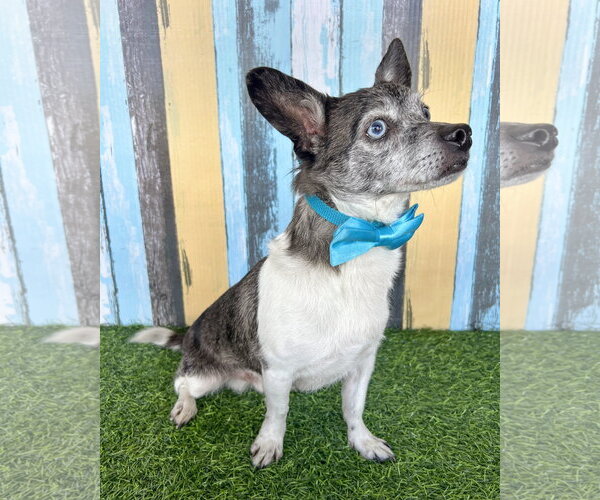 Medium Photo #5 Chihuahua-Unknown Mix Puppy For Sale in Corona, CA, USA