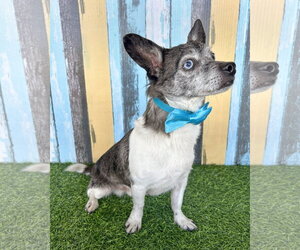 Calvin - Male Chihuahua-Unknown Mix Dog for Adoption - Photo #5