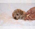 Small #11 Poodle (Toy)