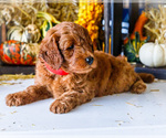 Puppy Nutmeg Goldendoodle-Poodle (Miniature) Mix