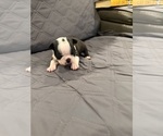 Small Photo #7 Boston Terrier Puppy For Sale in FREDONIA, KS, USA