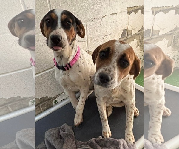 Medium Photo #2 Mutt Puppy For Sale in Rustburg, VA, USA