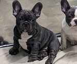 Small Photo #5 French Bulldog Puppy For Sale in HELENA, MT, USA