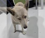 Small Siberian Husky Mix