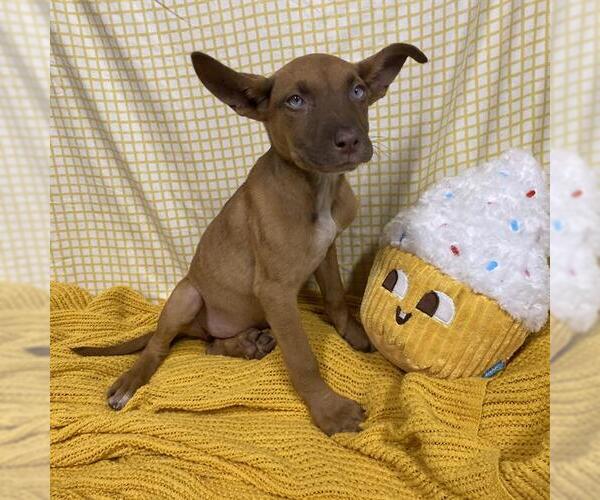 Medium Photo #1 Mutt Puppy For Sale in Modesto, CA, USA