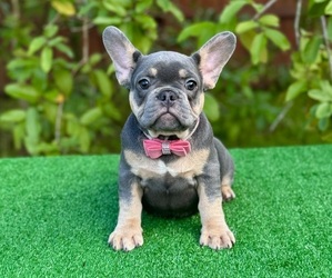 French Bulldog Puppy for sale in PALM BAY, FL, USA