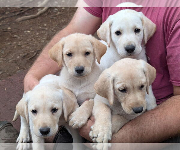Medium Photo #1 Labrador Retriever Puppy For Sale in SHELTON, WA, USA