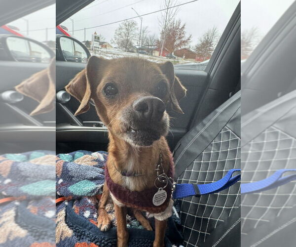 Medium Photo #3 Chihuahua-Unknown Mix Puppy For Sale in Foristell, MO, USA