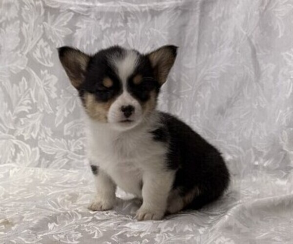 Medium Photo #1 Pembroke Welsh Corgi Puppy For Sale in STANLEY, WI, USA