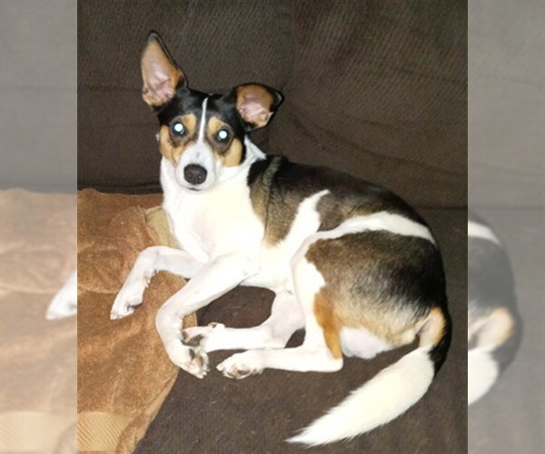 Medium Photo #1 Rat Terrier Puppy For Sale in Modesto, CA, USA