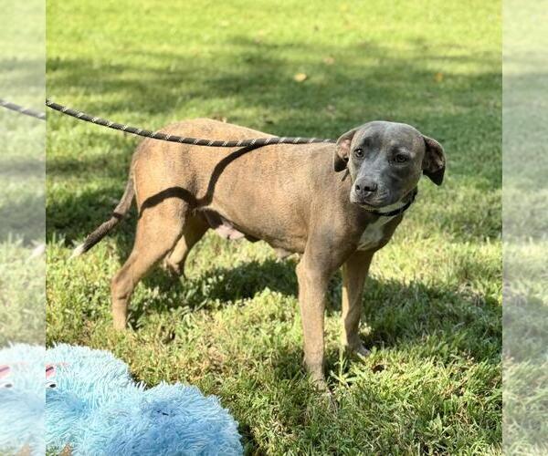Medium Photo #3 Plott Hound-Unknown Mix Puppy For Sale in Yardley, PA, USA