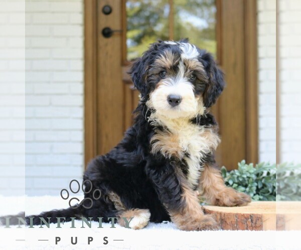 Medium Photo #1 Bernedoodle (Miniature) Puppy For Sale in NARVON, PA, USA