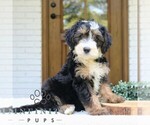 Small Bernedoodle (Miniature)