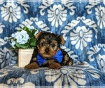Small Photo #6 Yorkshire Terrier Puppy For Sale in NEW PROVIDENCE, PA, USA