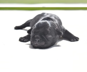 Pug Puppy for sale in PALM COAST, FL, USA