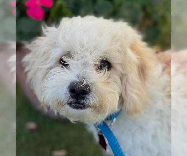 Medium Photo #2 Maltipoo Puppy For Sale in San Diego, CA, USA