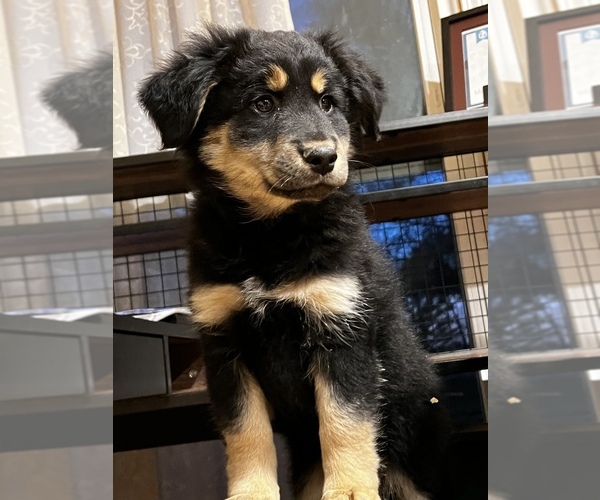 Medium Photo #2 Australian Shepherd Puppy For Sale in WOODSTOCK, IL, USA