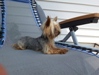 Small Photo #1 Yorkshire Terrier Puppy For Sale in DUNDEE, OH, USA