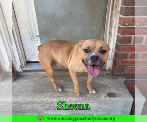American Bulldog-Unknown Mix Dogs for adoption in Pensacola, FL, USA