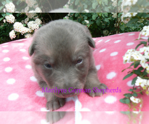 Medium Photo #4 German Shepherd Dog Puppy For Sale in PIEDMONT, MO, USA