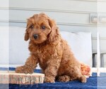 Small #4 Cavapoo