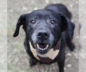 Labrador Retriever-Unknown Mix Dogs for adoption in San Antonio, TX, USA