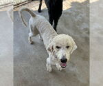Small #3 Poodle (Standard)