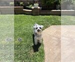 Small Photo #1 Schnauzer (Miniature) Puppy For Sale in RIVERSIDE, CA, USA