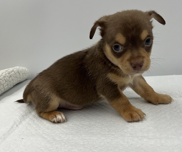Medium Photo #15 Chorkie Puppy For Sale in SAINT AUGUSTINE, FL, USA