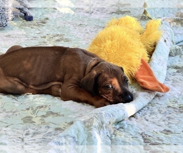 Medium Photo #11 Rhodesian Ridgeback Puppy For Sale in MADISON, GA, USA